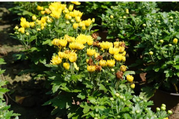 菊花种植方法,可在背风向阳的坡地上面种植