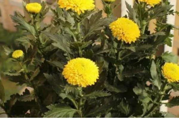 菊花种植方法,可在背风向阳的坡地上面种植