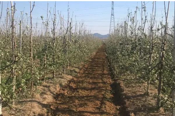 种植苹果的条件，光照充足才能正常生长发育