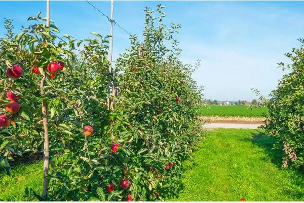 种植苹果的条件，光照充足才能正常生长发育