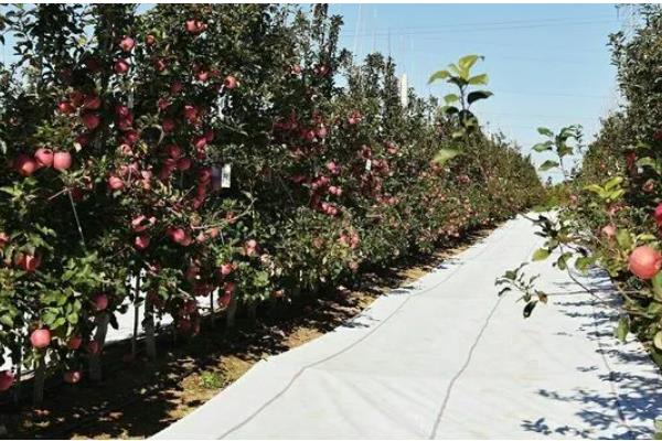 种植苹果的条件，光照充足才能正常生长发育