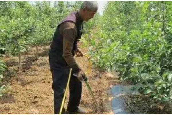 种植苹果的条件，光照充足才能正常生长发育