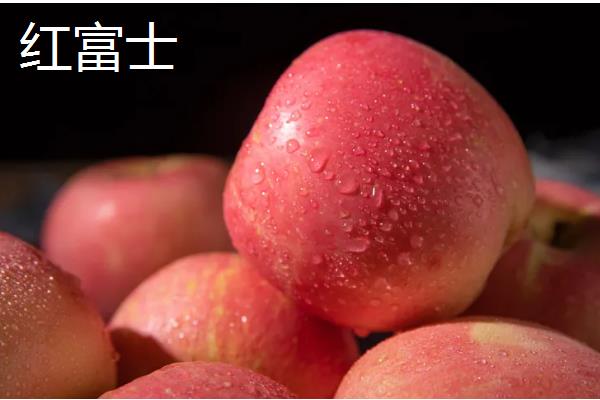 种植苹果的条件，光照充足才能正常生长发育