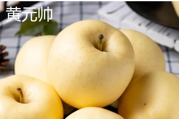 种植苹果的条件，光照充足才能正常生长发育