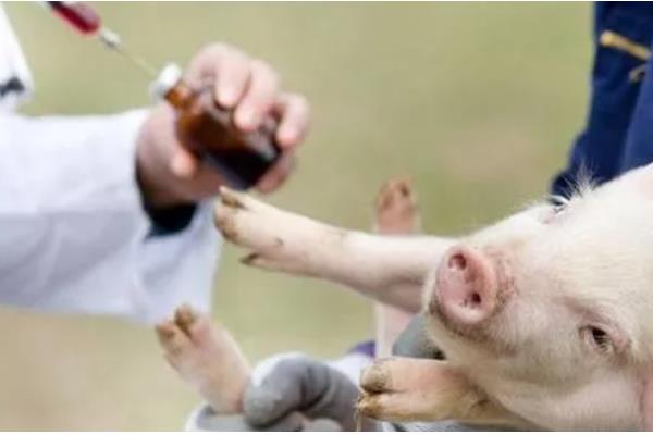 地塞米松能不能治疗猪鼻炎，每天使用2次以上有较好的疗效