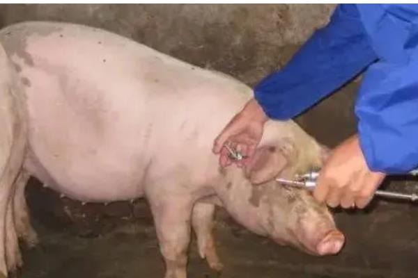 地塞米松能不能治疗猪鼻炎，每天使用2次以上有较好的疗效