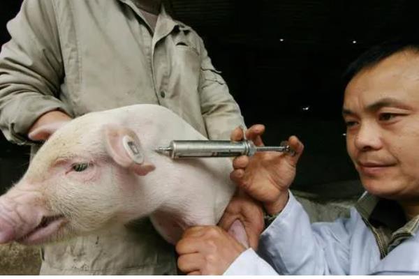 地塞米松能不能治疗猪鼻炎，每天使用2次以上有较好的疗效