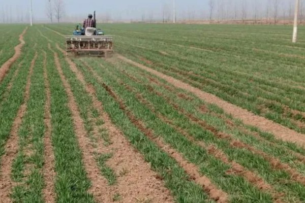 小麦越冬期怎么管理，越冬前亩施8-10公斤尿素