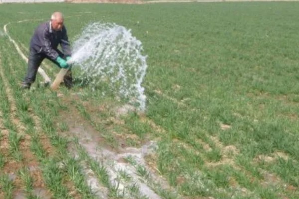 小麦越冬期怎么管理，越冬前亩施8-10公斤尿素