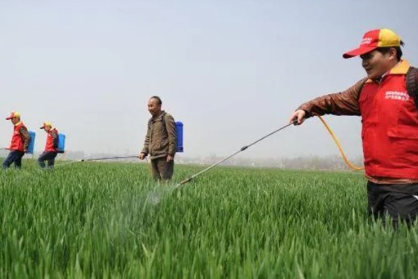 小麦越冬期怎么管理，越冬前亩施8-10公斤尿素