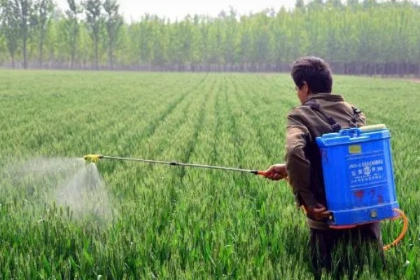 小麦越冬期怎么管理，越冬前亩施8-10公斤尿素