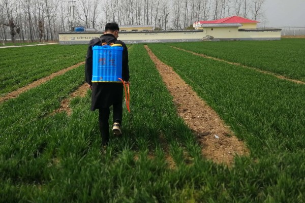 小麦越冬期怎么管理，越冬前亩施8-10公斤尿素