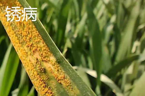 小麦越冬期怎么管理，越冬前亩施8-10公斤尿素