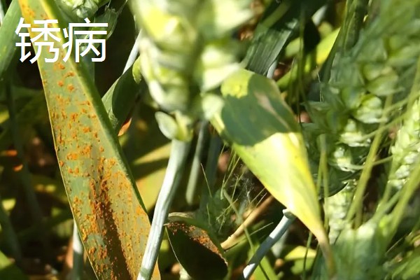 小麦越冬期怎么管理，越冬前亩施8-10公斤尿素