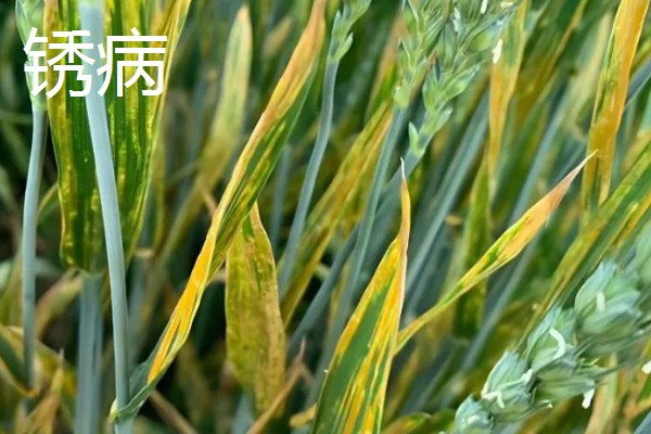 小麦越冬期怎么管理，越冬前亩施8-10公斤尿素