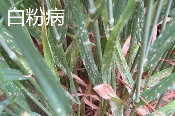 小麦越冬期怎么管理，越冬前亩施8-10公斤尿素