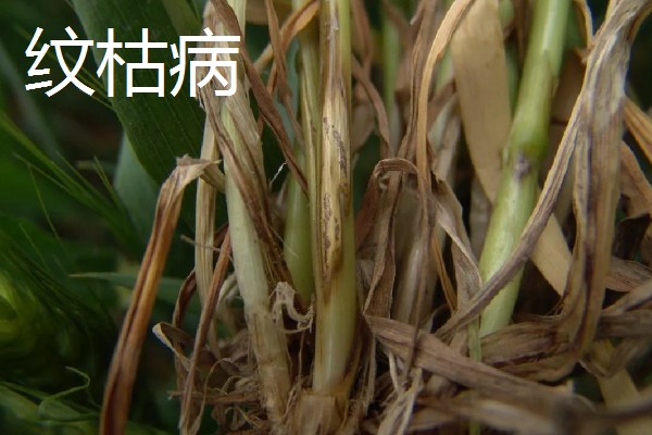 小麦越冬期怎么管理，越冬前亩施8-10公斤尿素