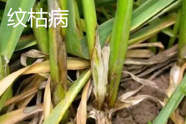 小麦越冬期怎么管理，越冬前亩施8-10公斤尿素