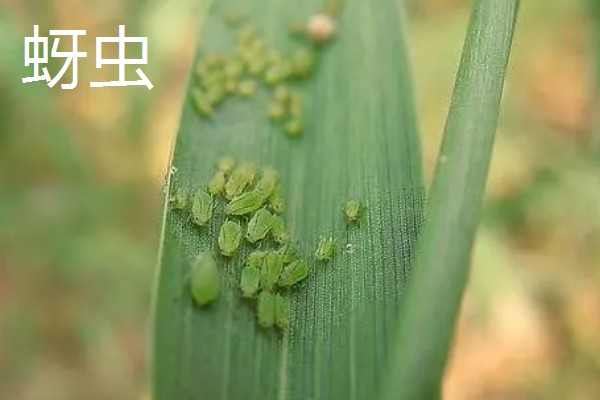 小麦越冬期怎么管理，越冬前亩施8-10公斤尿素