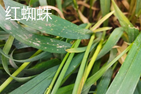 小麦越冬期怎么管理，越冬前亩施8-10公斤尿素