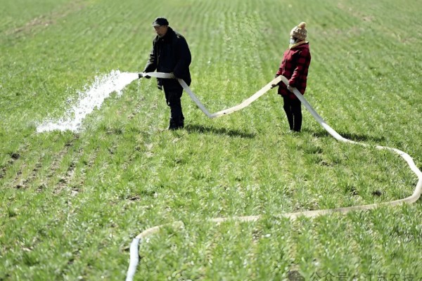 小麦越冬期怎么管理，越冬前亩施8-10公斤尿素