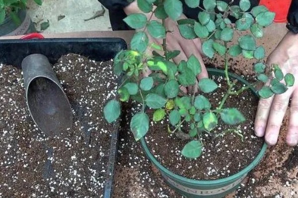 月季如何种植，3月份每隔2天浇一次水