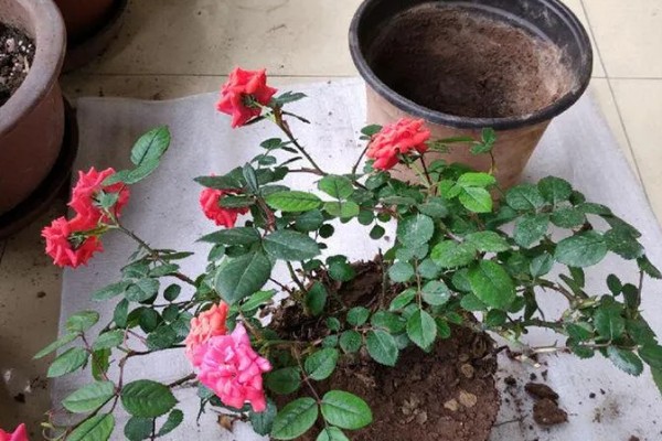 月季如何种植，3月份每隔2天浇一次水