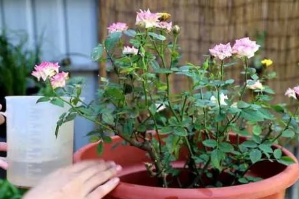 月季如何种植，3月份每隔2天浇一次水