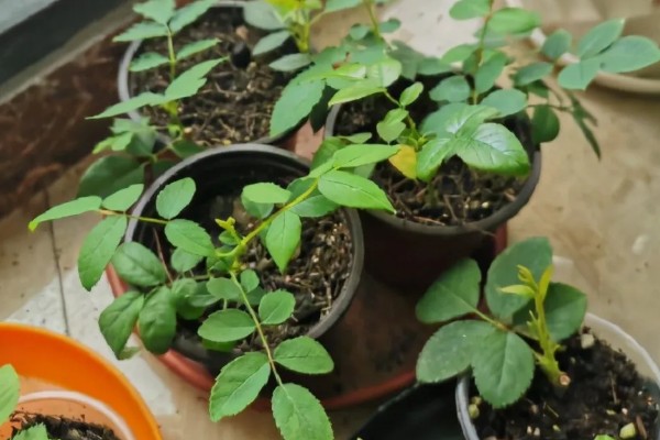 月季如何种植，3月份每隔2天浇一次水