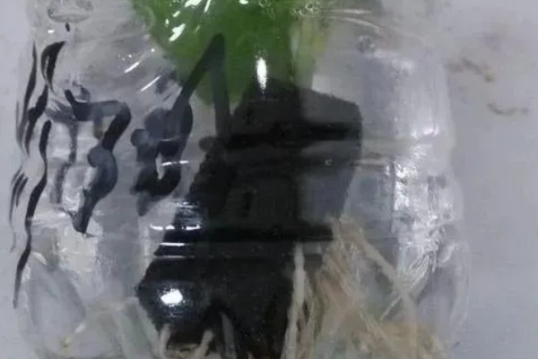 月季如何种植，3月份每隔2天浇一次水