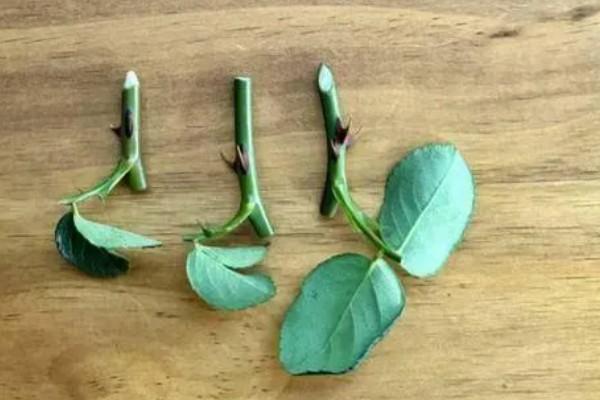 月季如何种植，3月份每隔2天浇一次水