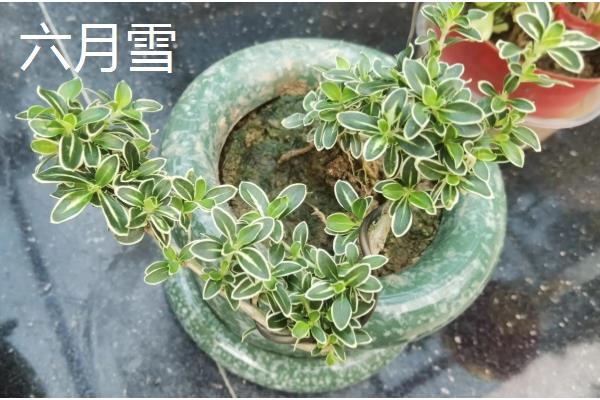 夏天有哪些生长的植物，有六月雪、晚香玉等