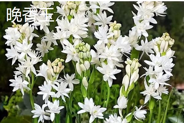 夏天有哪些生长的植物，有六月雪、晚香玉等