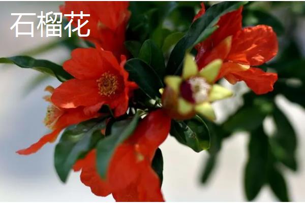 夏天有哪些生长的植物，有六月雪、晚香玉等