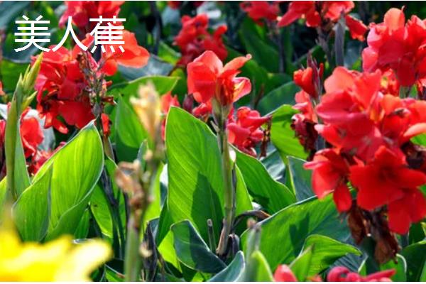 夏天有哪些生长的植物，有六月雪、晚香玉等