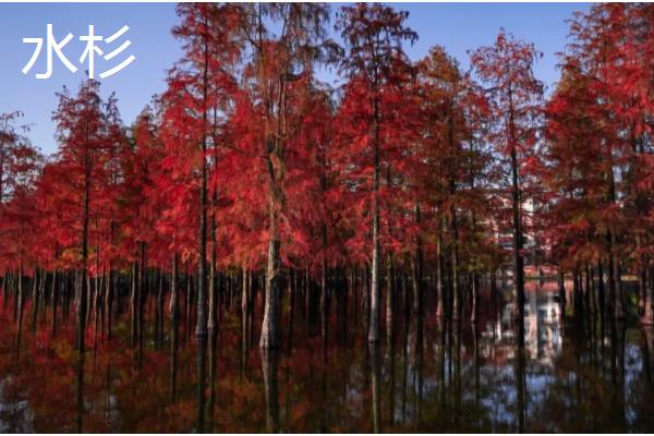 夏天有哪些生长的植物，有六月雪、晚香玉等