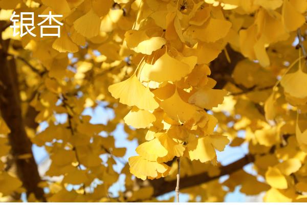 夏天有哪些生长的植物，有六月雪、晚香玉等