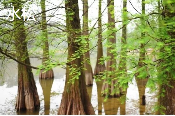 夏天有哪些生长的植物，有六月雪、晚香玉等