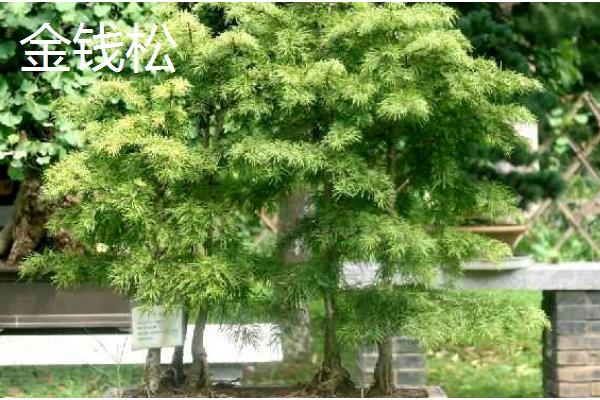 夏天有哪些生长的植物，有六月雪、晚香玉等