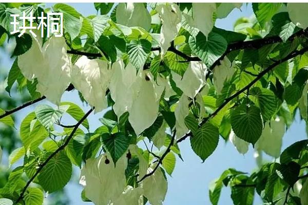 夏天有哪些生长的植物，有六月雪、晚香玉等