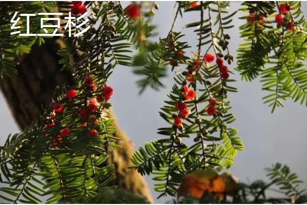 夏天有哪些生长的植物，有六月雪、晚香玉等