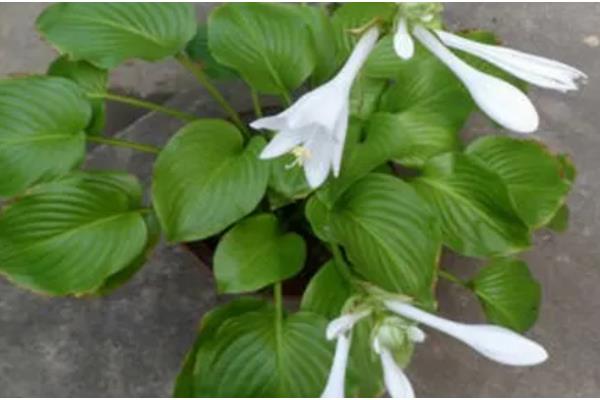 玉簪花的开放时间,花期一般是7-9月份