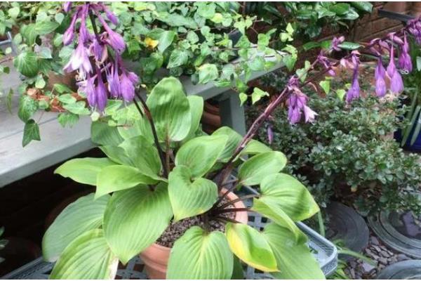 玉簪花的开放时间,花期一般是7-9月份