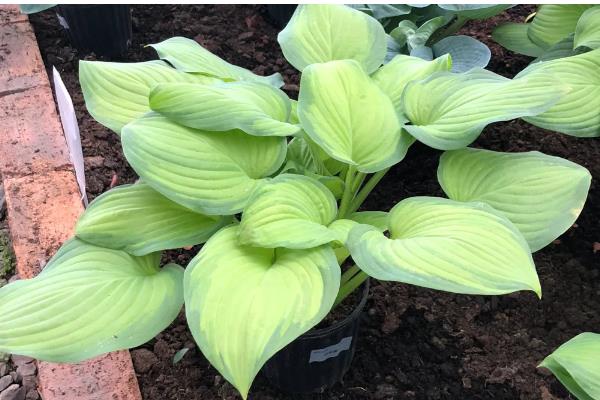 玉簪花的开放时间,花期一般是7-9月份