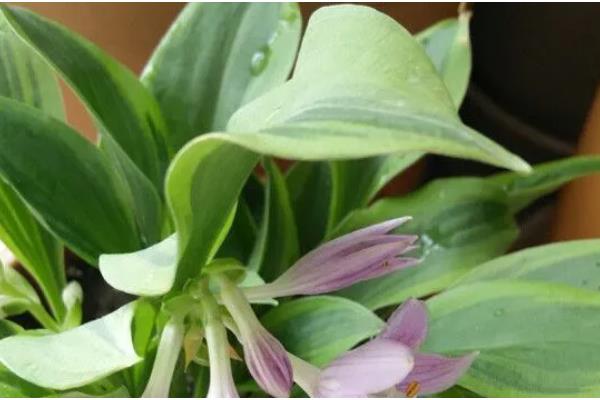 玉簪花的开放时间,花期一般是7-9月份