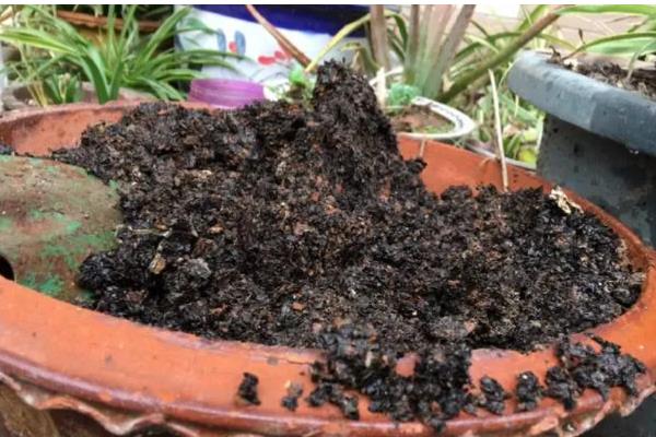 玉簪花的开放时间,花期一般是7-9月份