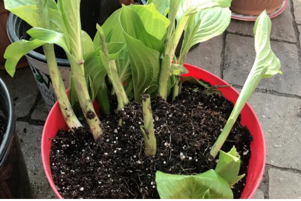 玉簪花的开放时间,花期一般是7-9月份