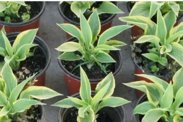 玉簪花的开放时间,花期一般是7-9月份