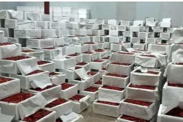 怎么在冷库中储藏鲜辣椒,经过预冷后再入库保存