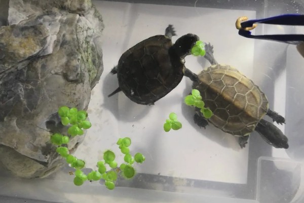 草龟能不能用深水养，不能养在深水中也不能干养